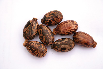 Carrier-oils| Essentia...