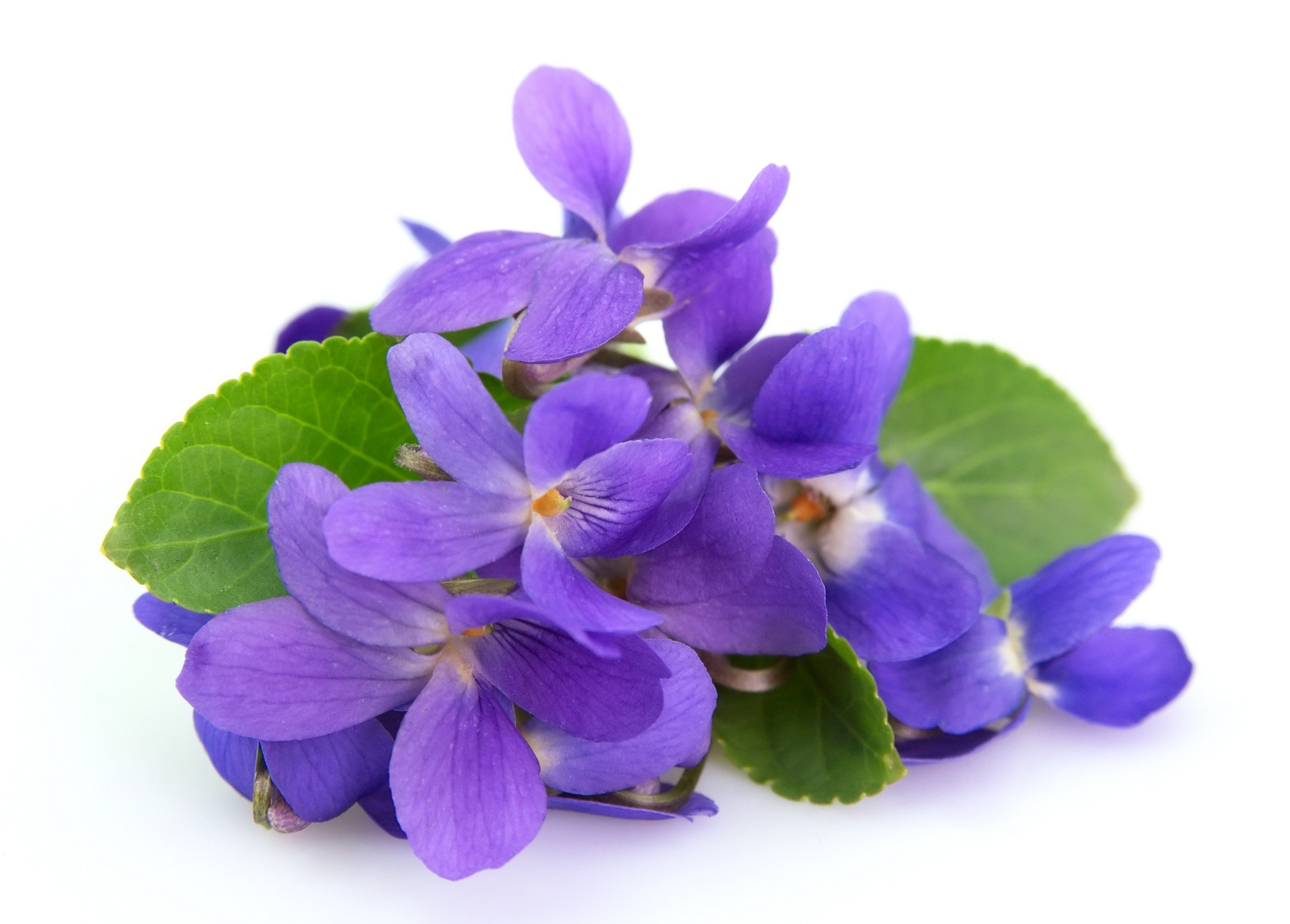 Picture of violets