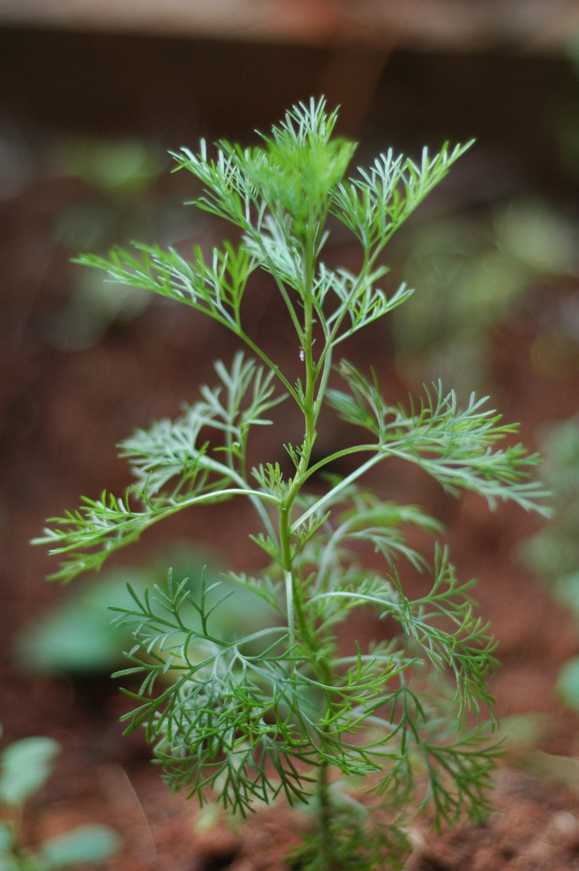 Davana Essential Oil | Moksha Lifestyle Products